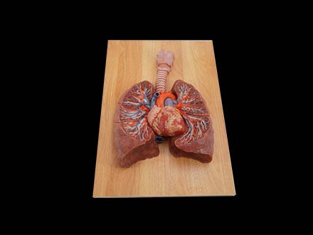 Anterior View of Lung Anatomy Model