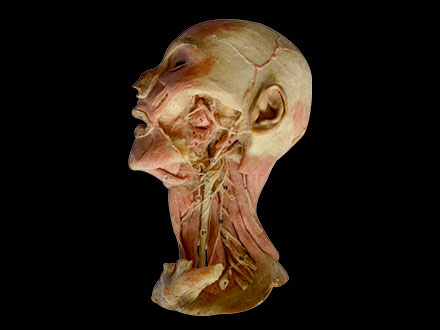 Head and Neck deep neurovascular plastinated specimens 