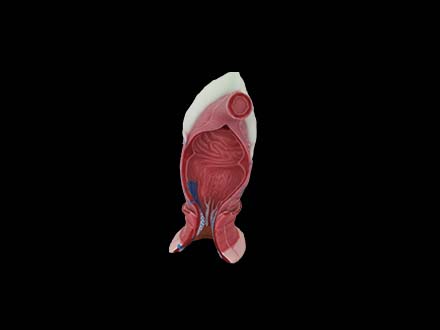 Anal Canal Soft Silicone Anatomy Model