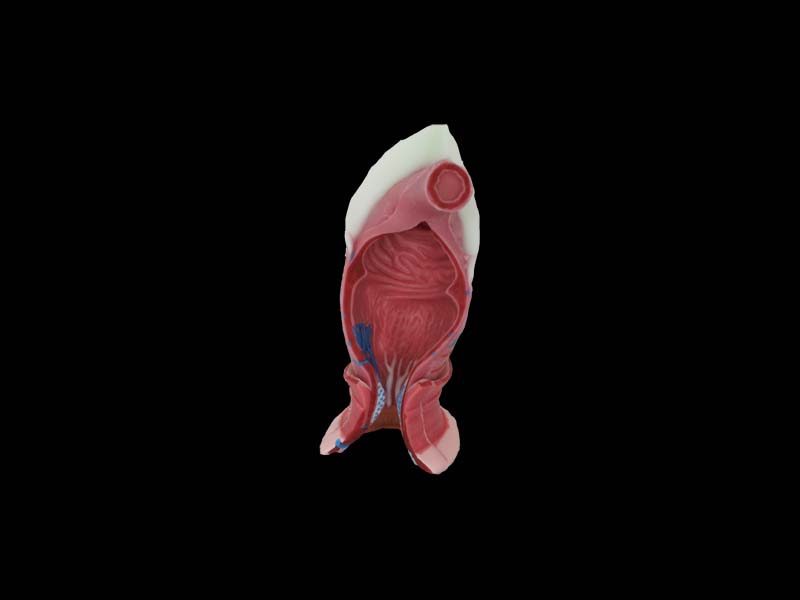 Anal Canal Silicone Anatomy Model 