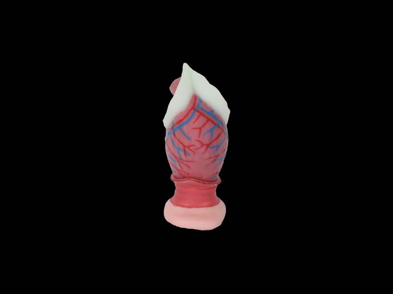Anal Canal Soft Silicone Anatomy Model for Sale