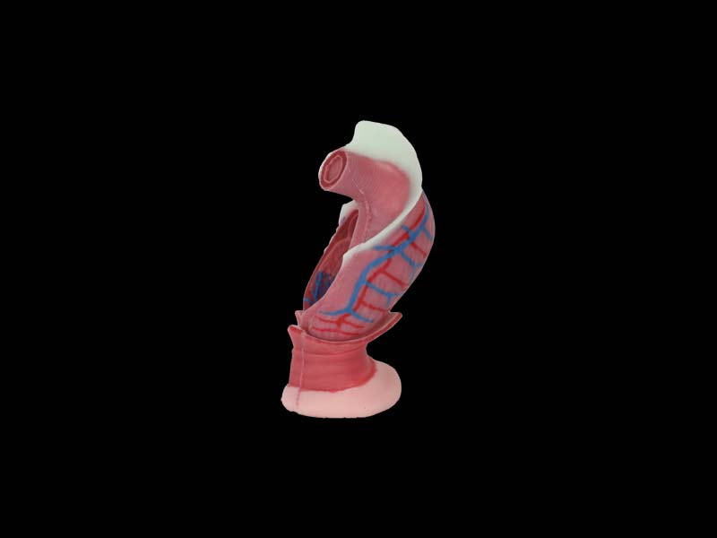 Anal Canal Soft Silicone Anatomy Model Price