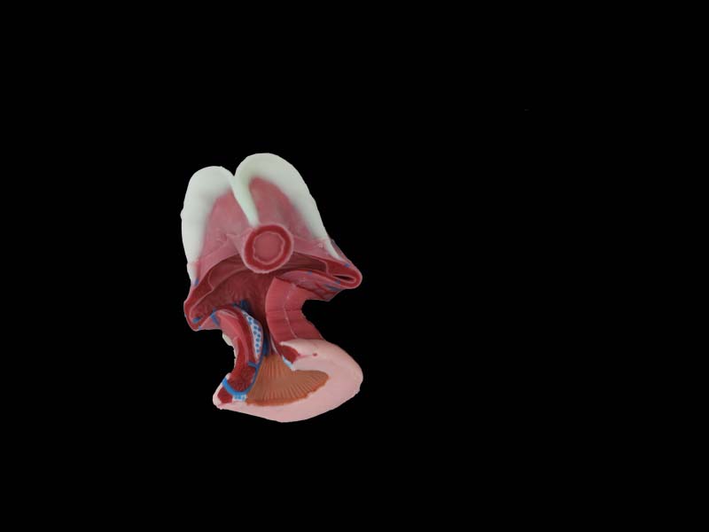 Anal Canal Anatomy Model