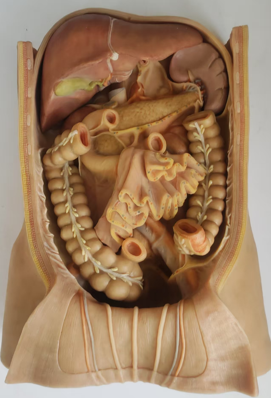 realistic torso anatomy model