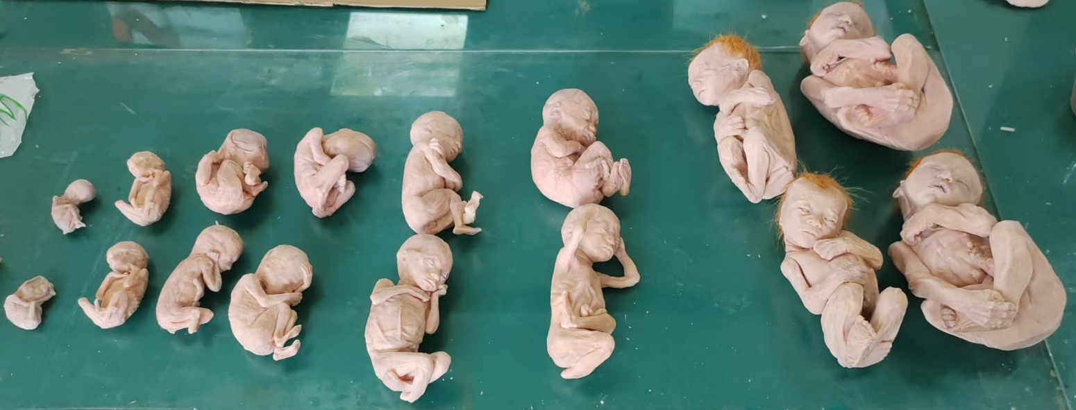 high realistic fetal development anatomy model