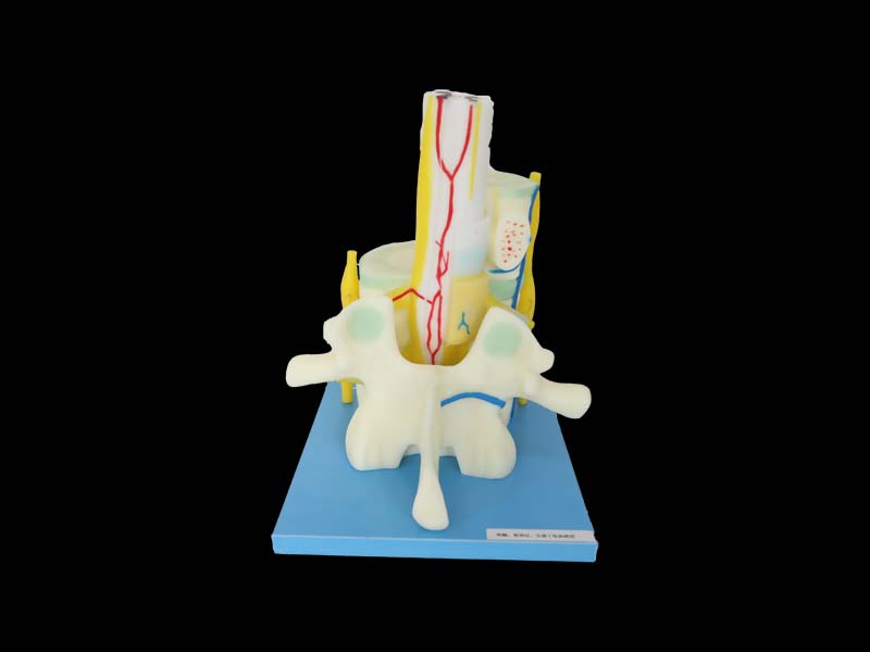 Relationship between Spinal Cord and Vertebrae Silicone Anatomy Model 