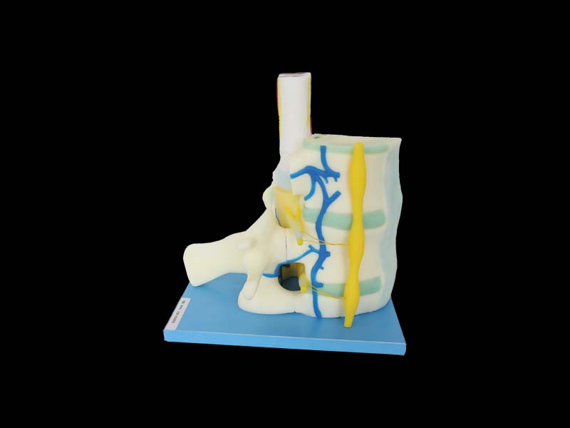 Relationship between Spinal Cord and Vertebrae Soft Anatomy Model 