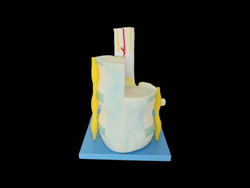 Relationship between Spinal Cord and Vertebrae Soft Silicone Anatomy Model for Sale