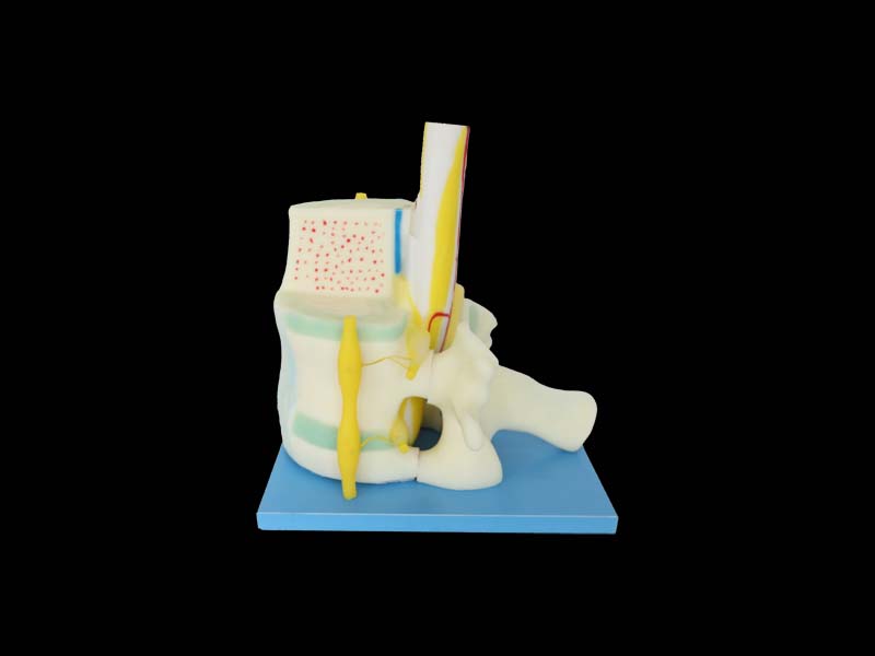 Relationship between Spinal Cord and Vertebrae Anatomy Model 