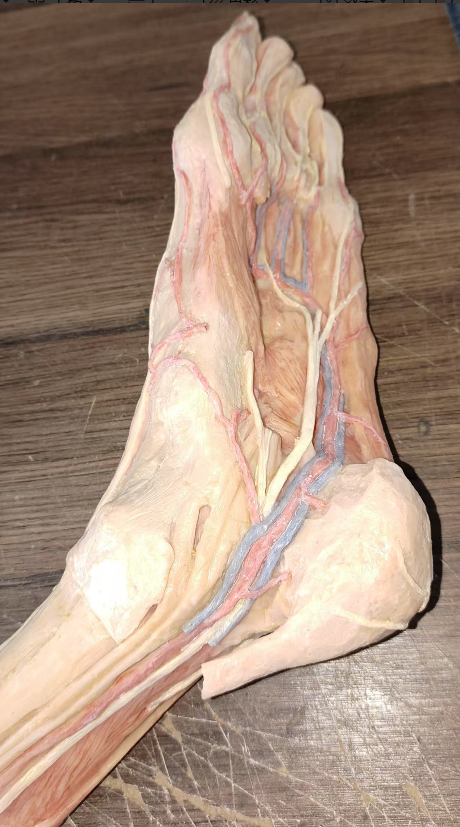 foot anatomy model