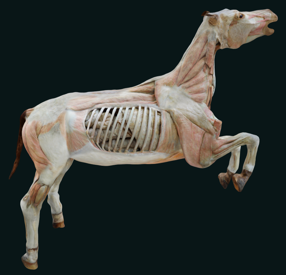 horse plastination specimen