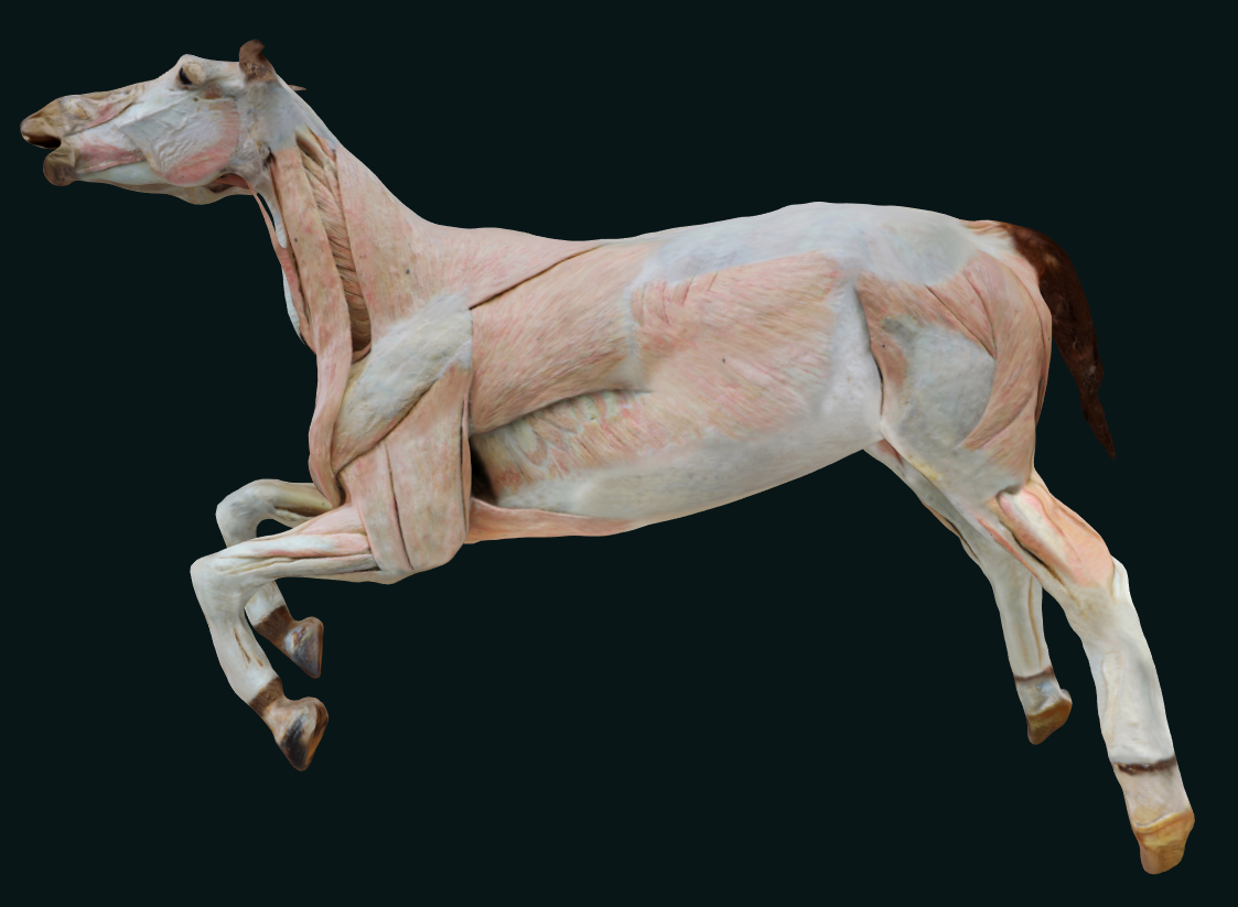 horse plastination