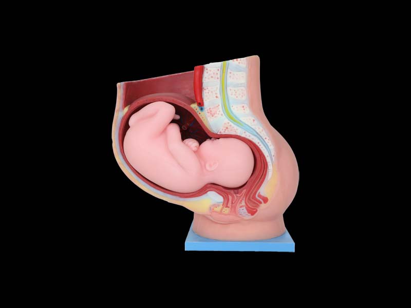 Pelvic With 9 Months Fetus Silicone Anatomy Model