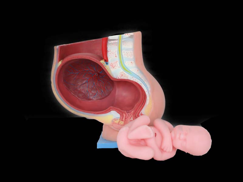 Pelvic With 9 Months Fetus Anatomy Model