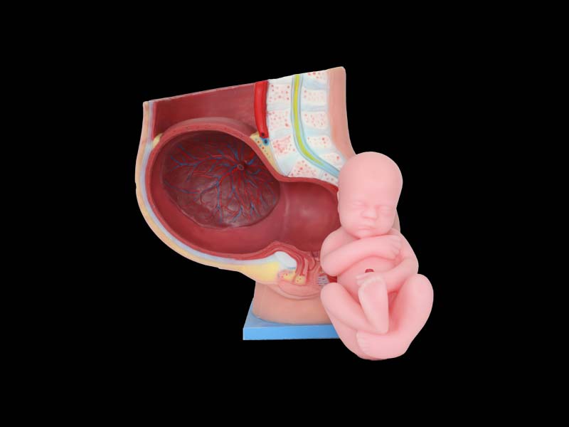Pelvic With 9 Months Fetus Soft Anatomy Model