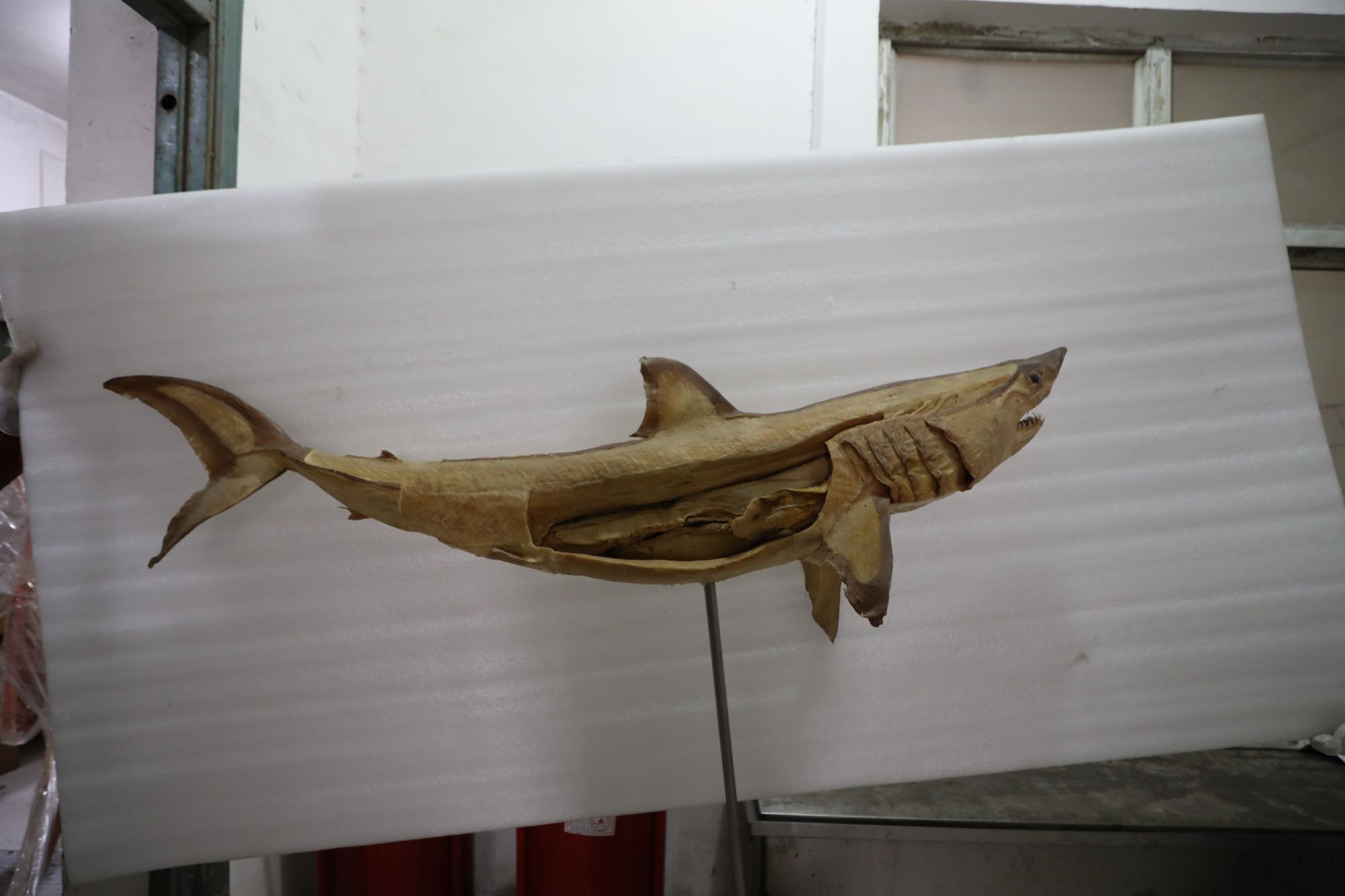 plastinated animal specimen