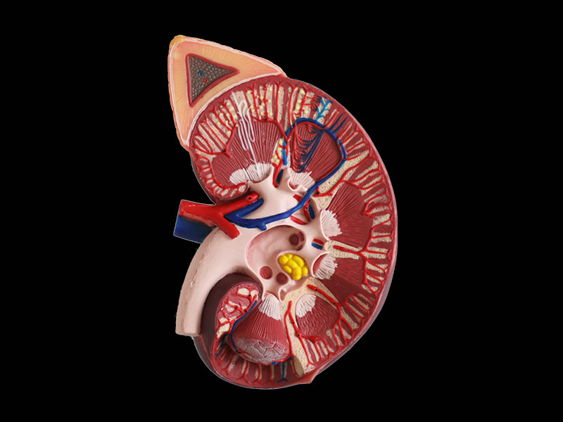 Kidney with Adrenal Gland Silicone Anatomy Model