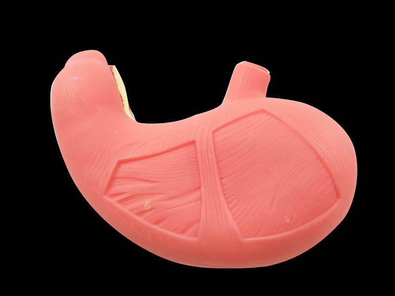 Stomach Muscle Silicone Anatomy Model