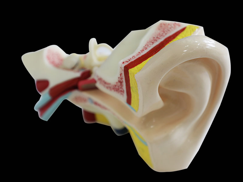 Right Ear Silicone Anatomy Model
