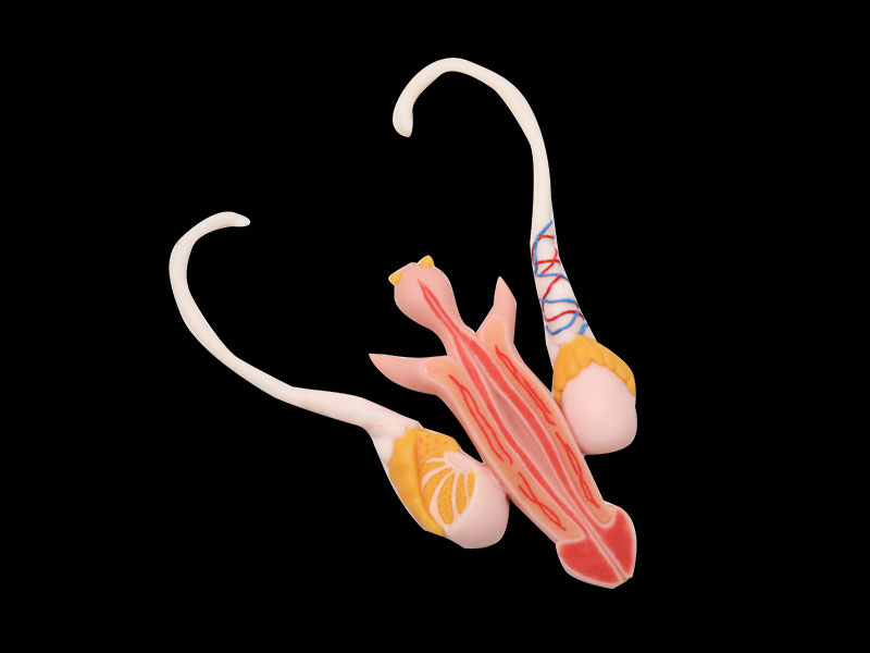 Male Reproductive Organ Silicone Anatomy Model