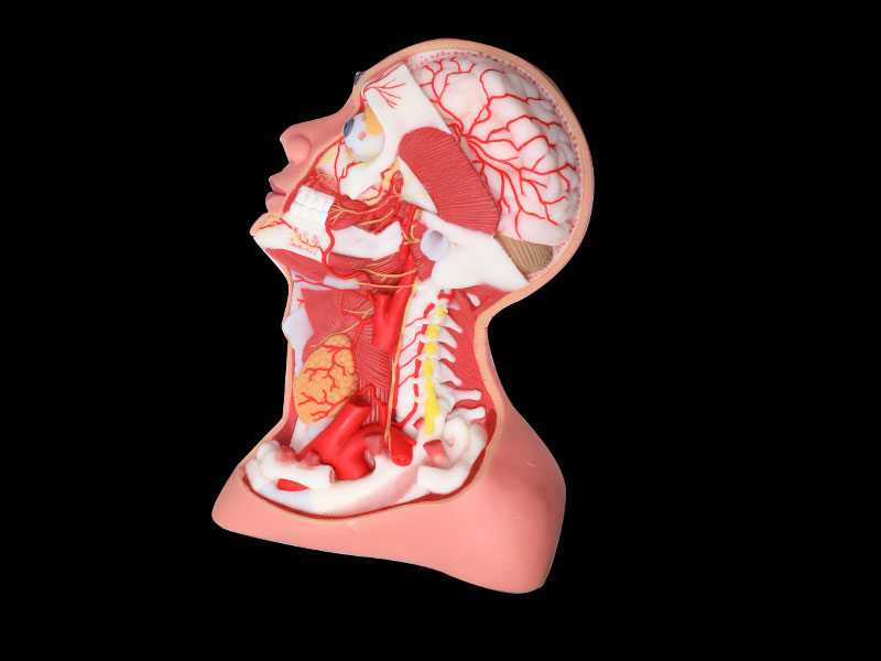 Deep Arteries And Nerves Of Head And Neck Silicone Anatomy Model