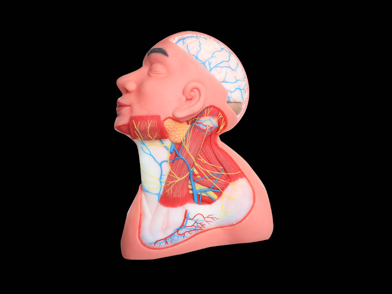 Superficial Arteries and Nerves of Head And Neck Silicone Anatomy Model