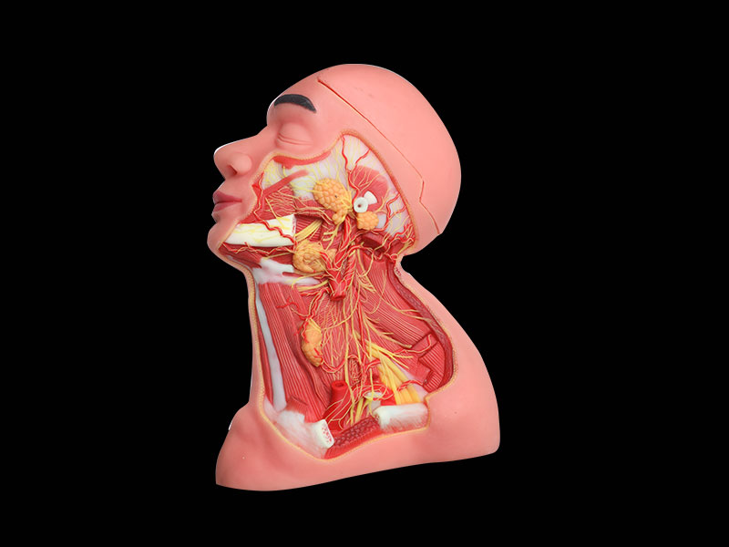 Middle Arteries And Nerves Of Head And Neck Silicone Anatomy Model