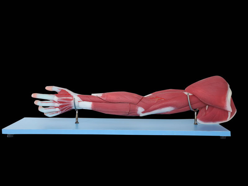 human muscles of upper limb silicone anatomy model