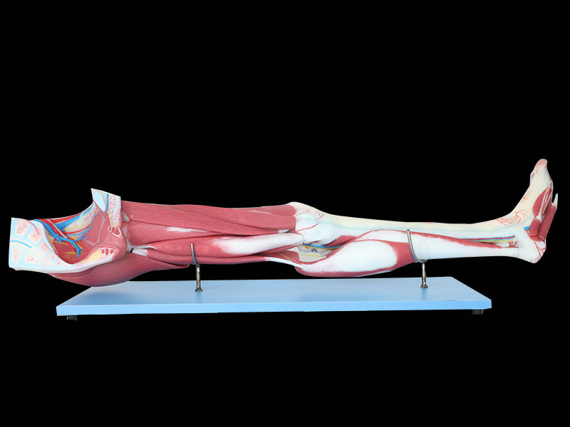 Dissection Of Lower Limb Silicone Anatomy Model