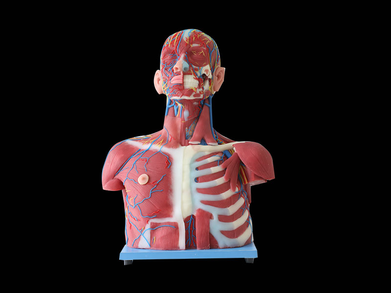 	Median Vascular And Nerves Of Head, Neck And Prethoracic Silicone Anatomy Model