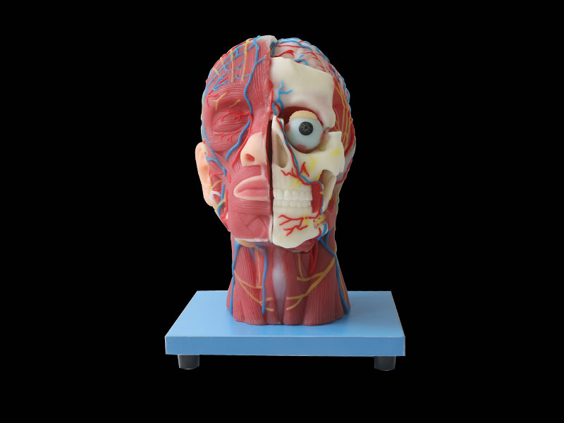 Superficial, Median And Deep Arteries, Veins, Vascular And Nerves Of Head And Face Silicone Anatomy Model