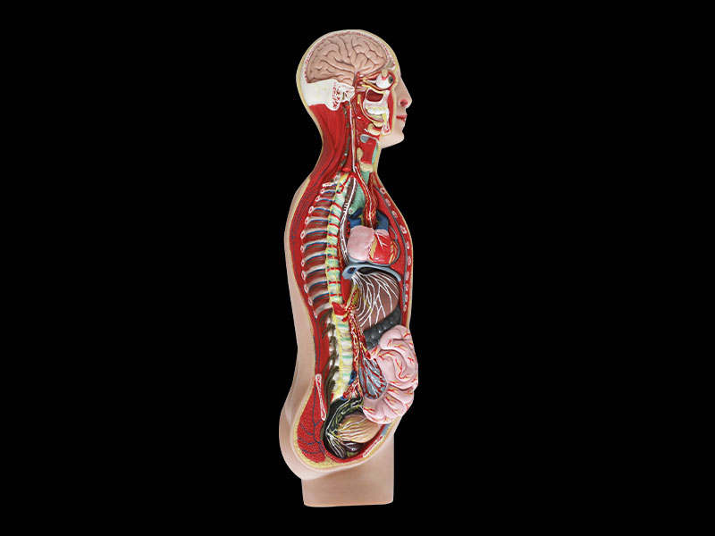 Human Sympathetic Nerve Soft Anatomy Model