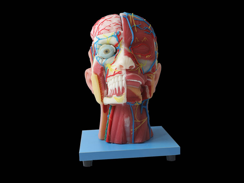 Cerebral Artery And Superficial, Median And Deep Arteries, Veins, Vascular, Nerves And Lymph Of Head And Face Anatomy Model