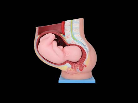 Pelvic With 9 Months Fetus Soft Silicone Anatomy Model