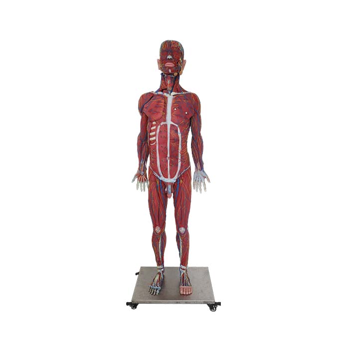 whole body soft silicone anatomy model