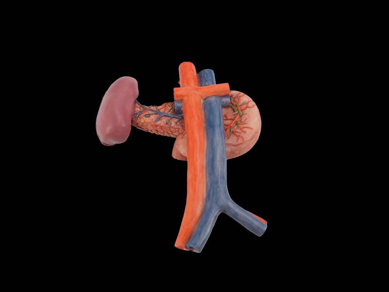 Duodenum Anatomical Model