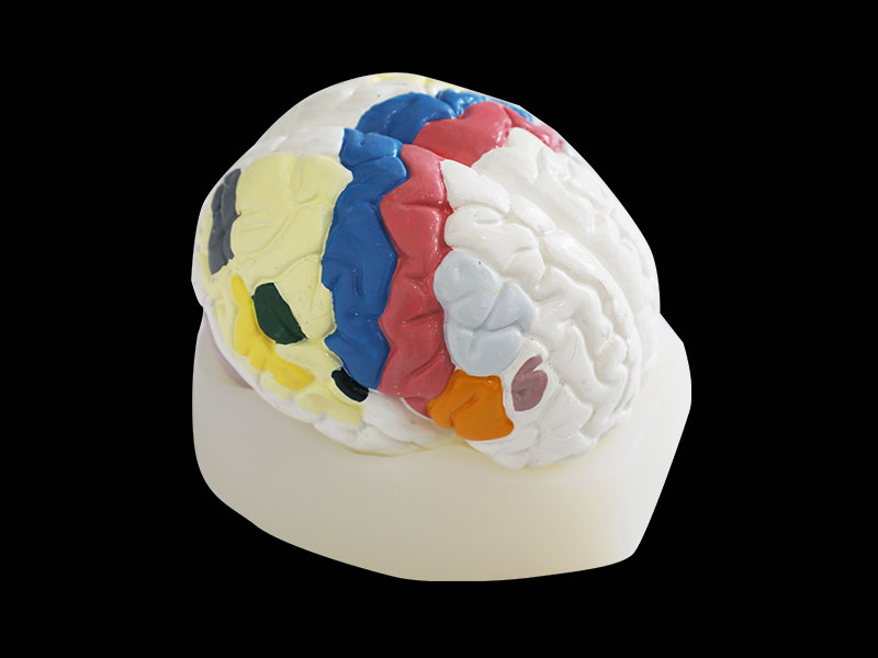Brain Cortex Silicone Anatomy Model