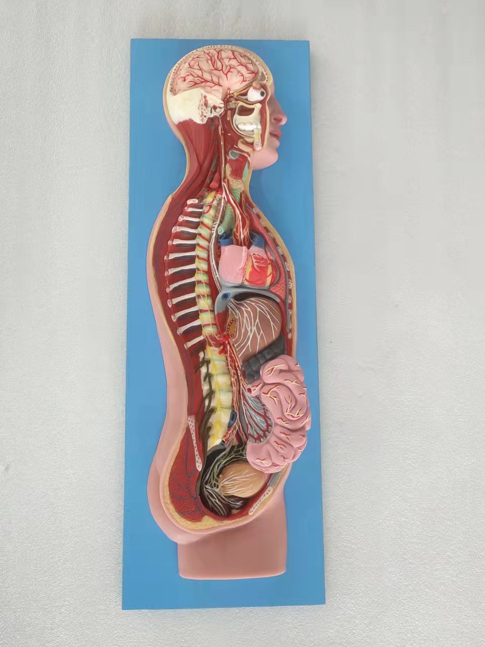 human sympathetic nerve soft silicone anatomy model