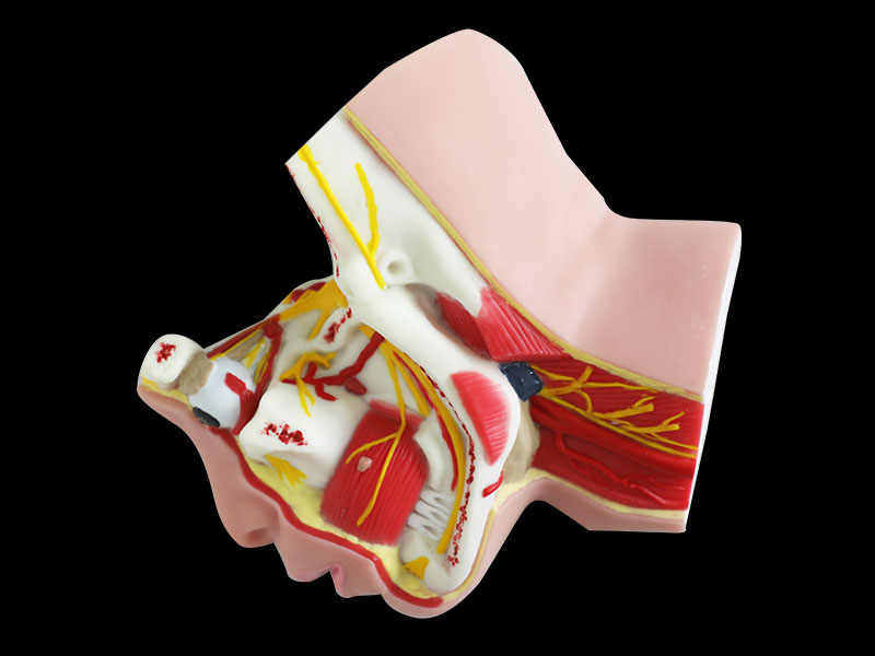 Trigeminal Nerve And Branches Soft Anatomy Model