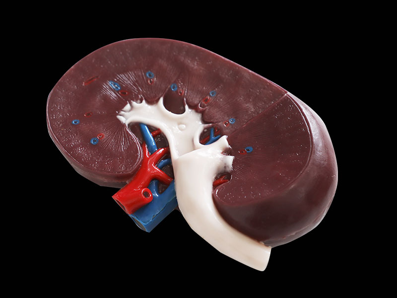 Section of Kidney Silicone Anatomy Model