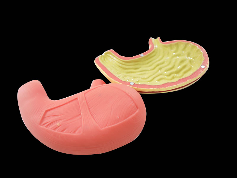 Stomach Muscle Soft Anatomy Model