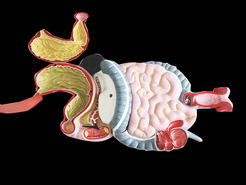 Digestive System Silicone Anatomy Model