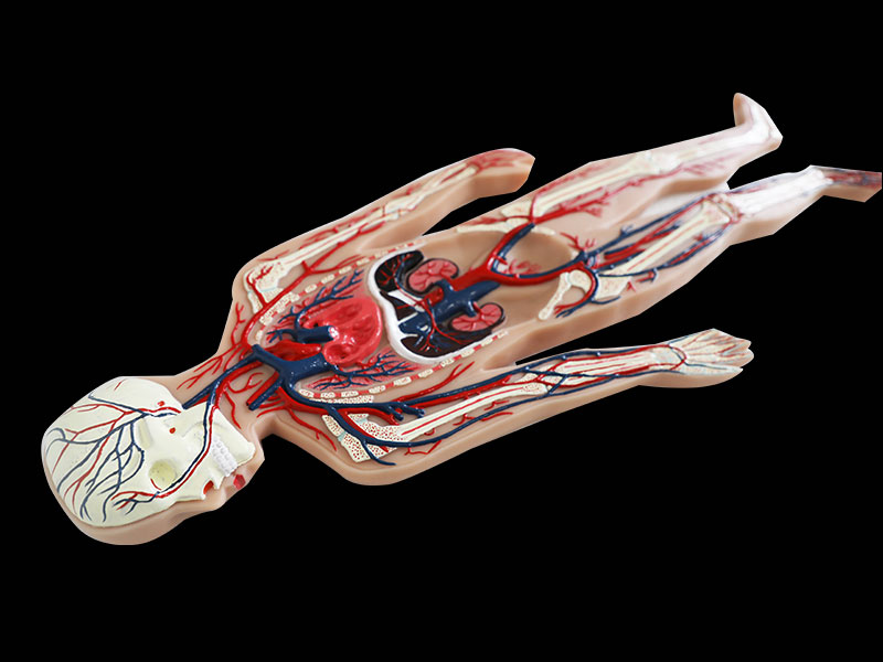 Blood Circulation System Soft Anatomy Model