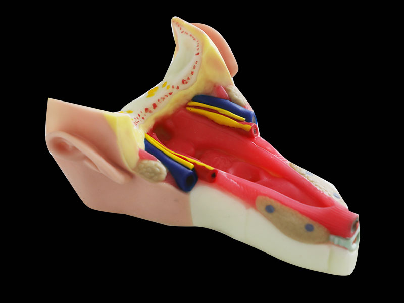 Throat Wall Muscle Soft Anatomy Model