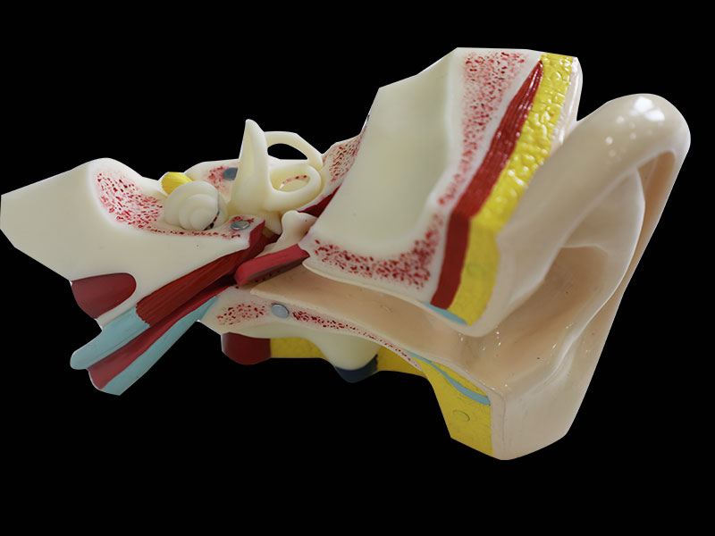 Right Ear Soft Anatomy Model