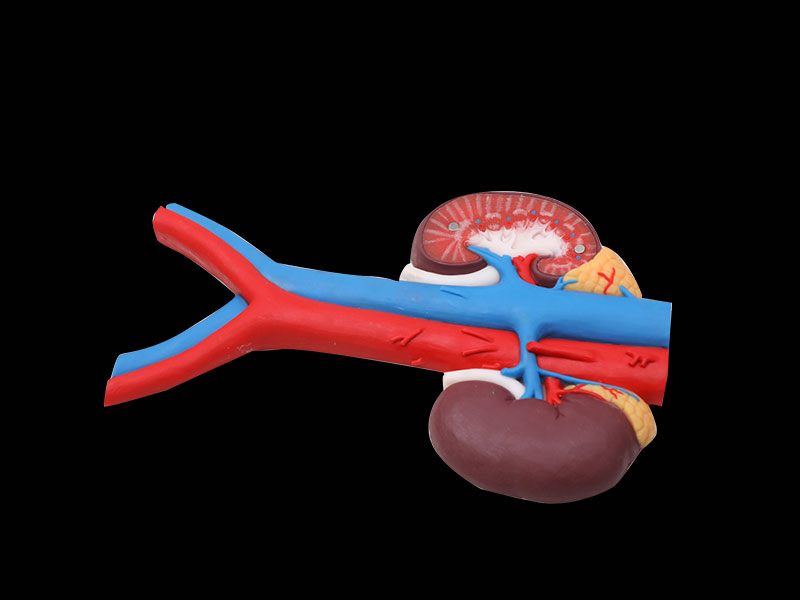 Renal Blood Vessels Soft Anatomy Model