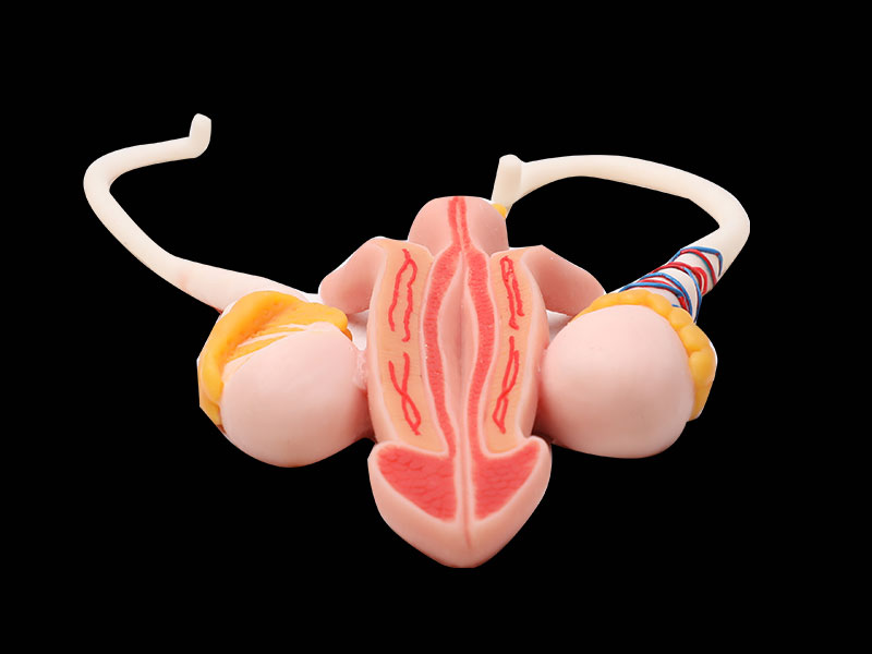 Male Reproductive Organ Soft Anatomy Model