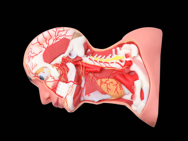 Deep Arteries And Nerves Of Head And Neck Soft Anatomy Model