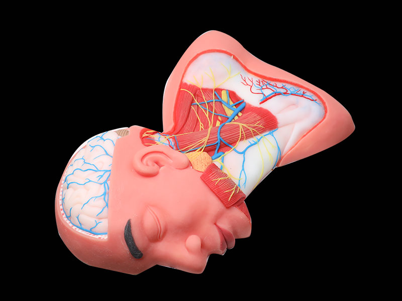 Superficial Arteries and Nerves of Head And Neck Soft Anatomy Model