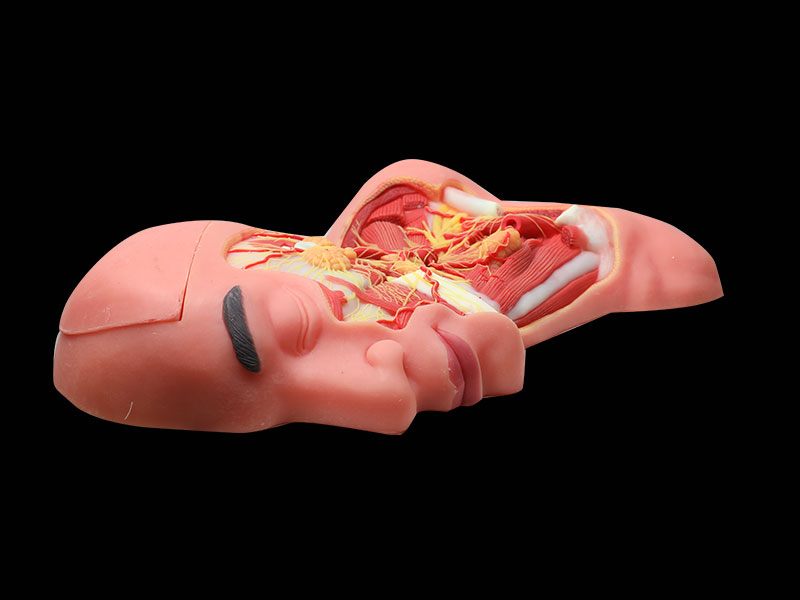 Middle Arteries And Nerves Of Head And Neck Soft Anatomy Model